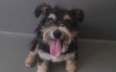 Pies do adopcji