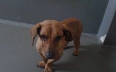 Pies do adopcji